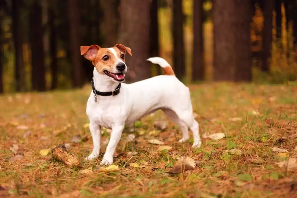 A Jack Russel Terrier in a grassy field