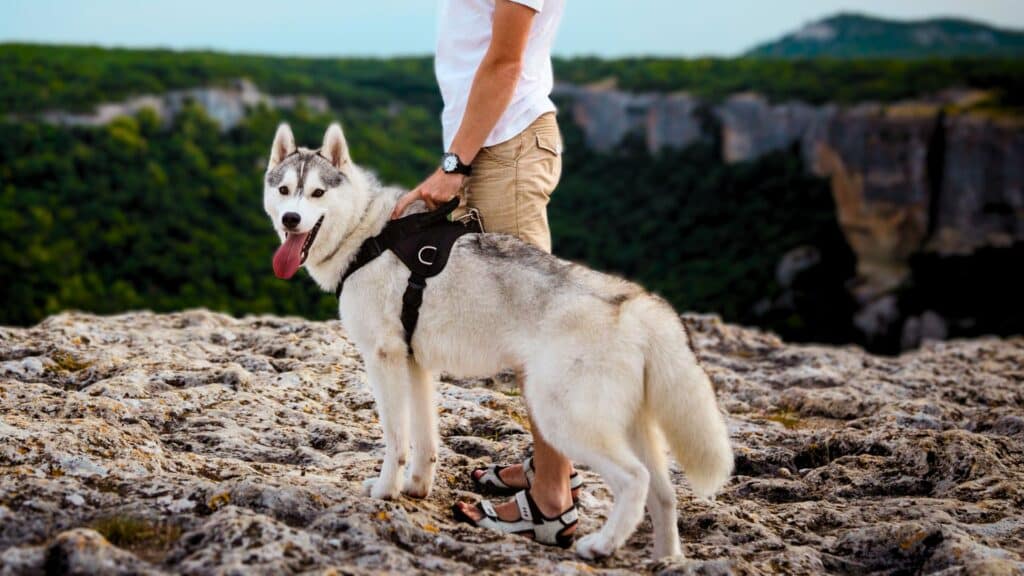 A person with a Siberian Husky on a hiking trail