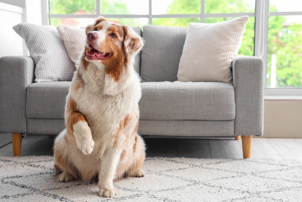 A view of an Australian shepherd