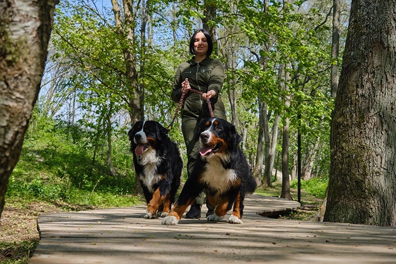 A woman walking on a hiking trail with two Bernese Mountain Dogs