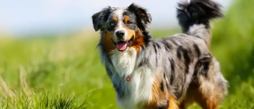 An Autralian Shepherd in a grassy meadow