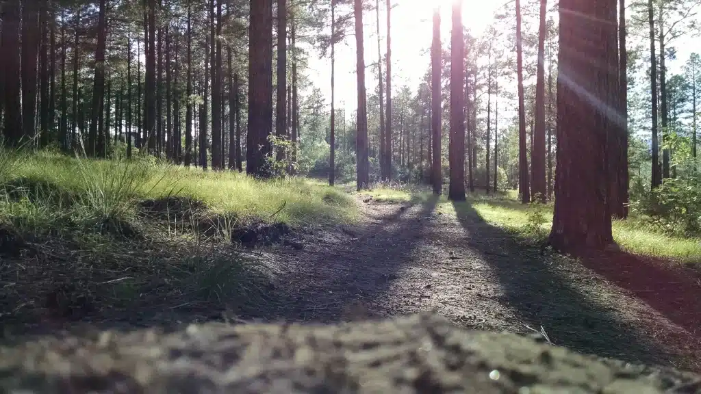 pine trail in big bear lake