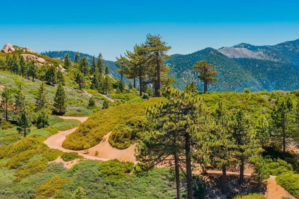 verdant pine knot trail