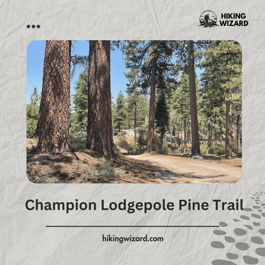 Champion Lodgepole Pine Trail Tall Trees