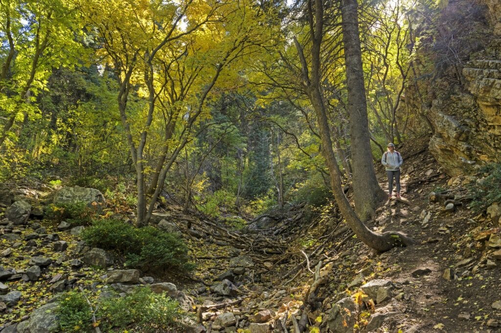 neffs trail in salt lake city covered with forest, a hiker standing in woods 