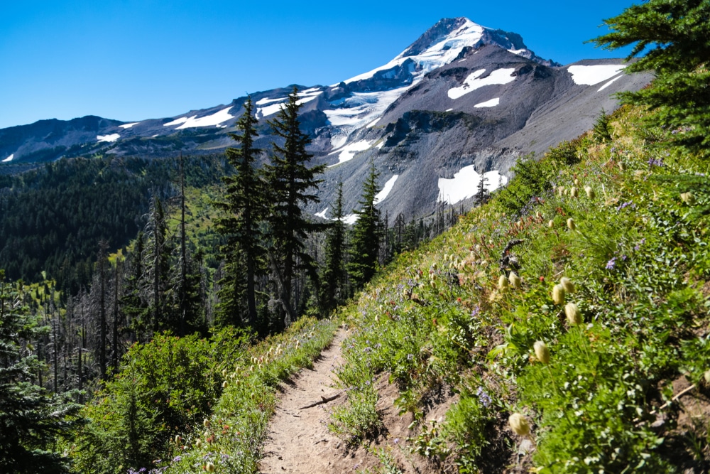 A Scenic Section Of The Timberline Trail On Mount Hood, oregon 