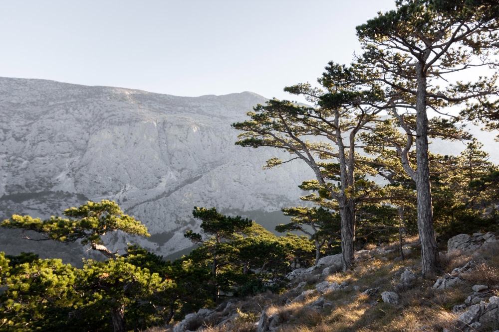 California's Mount Tamalpais State Park