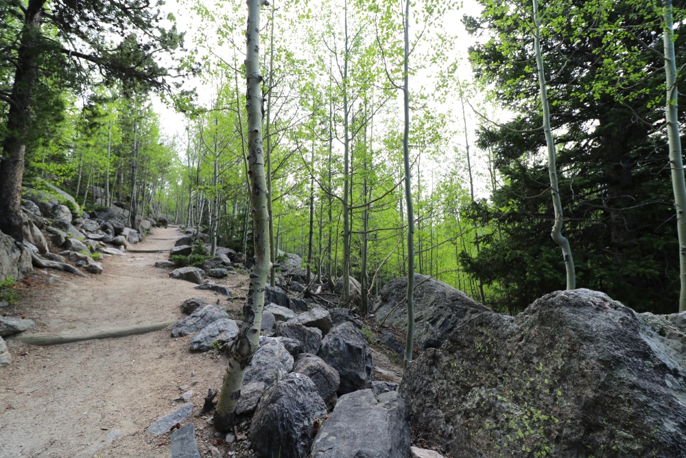 Woodland trail from Bear Lake to Bierstadt Lake in the RMNP. Rocky Mountains.