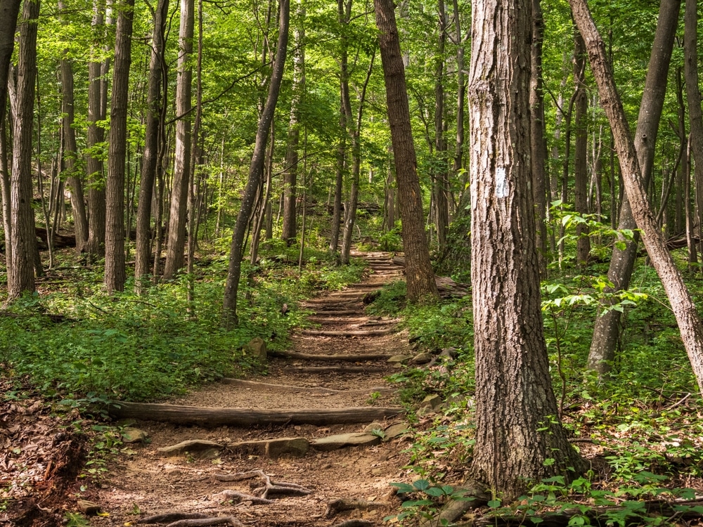 Trekking path on the Appalachian Trail through Shenandoah National Park, Virginia, USA